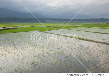green rice farm green rice farm 48029442