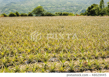 landscape of pineapple farm 48029445