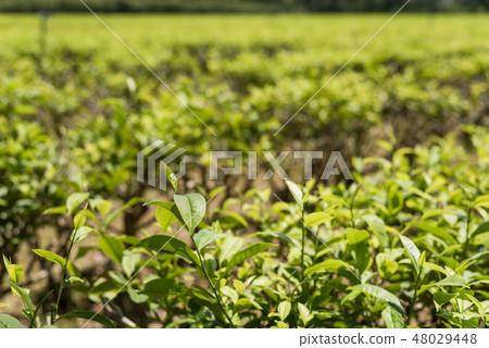 farm of tea tree 48029448
