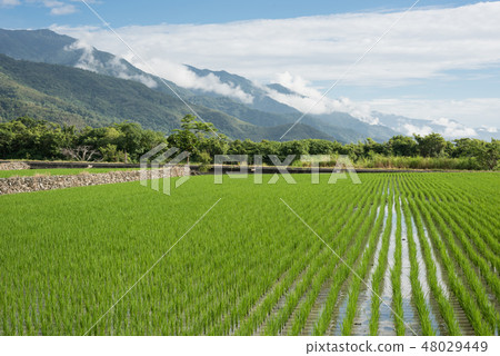green paddy farm 48029449