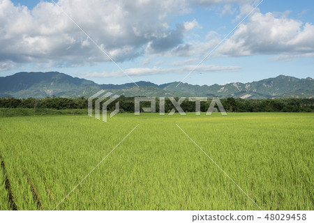 green paddy farm 48029458