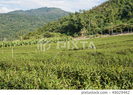 green tea farm 48029462