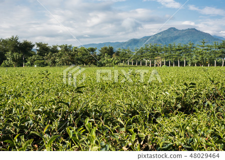 green tea farm 48029464