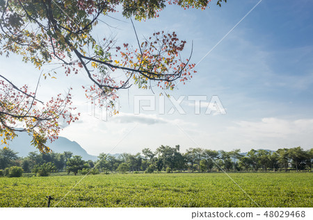 green tea farm 48029468