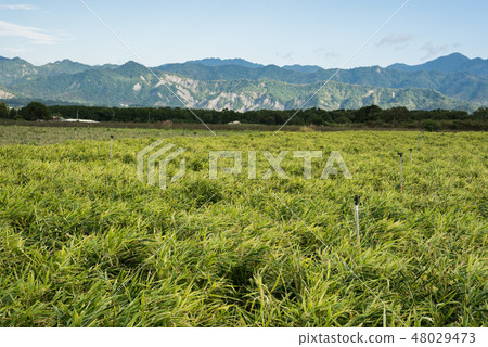 ginger farm at outdoor 48029473