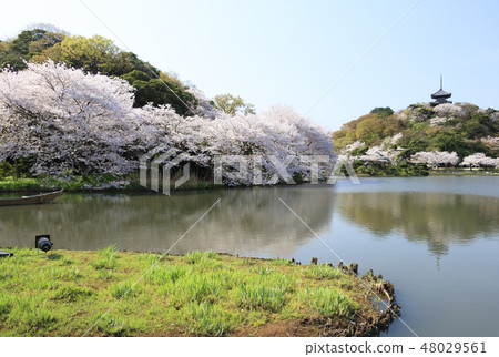 Garden landscape (Kanagawa, Sanshien, cherry blossoms) Garden landscape (Kanagawa, Sanshien, cherry blossoms) 48029561