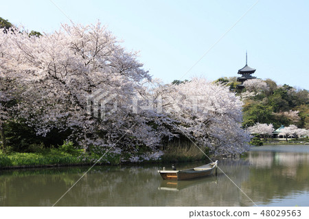 Garden landscape (Kanagawa, Sanshien, cherry blossoms) Garden landscape (Kanagawa, Sanshien, cherry blossoms) 48029563