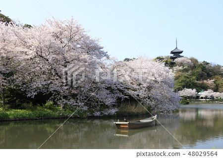 Garden landscape (Kanagawa, Sanshien, cherry blossoms) Garden landscape (Kanagawa, Sanshien, cherry blossoms) 48029564