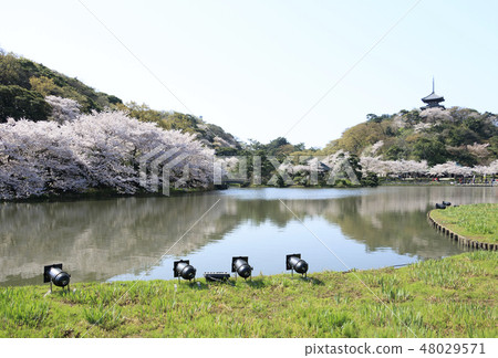 Garden landscape (Kanagawa, Sanshien, cherry blossoms) 48029571