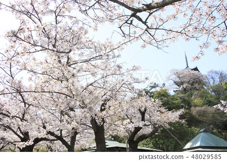 Garden landscape (Kanagawa, Sanshien, cherry blossoms) 48029585