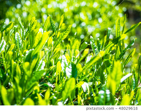 宇治茶發芽 48029618
