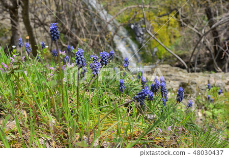 Muscari neglectum flowers in spring time 48030437