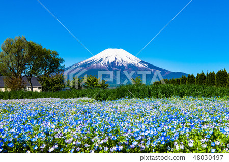 Yamanashi Yamanakako Nemofila和富士山在花公園城市公園 48030497