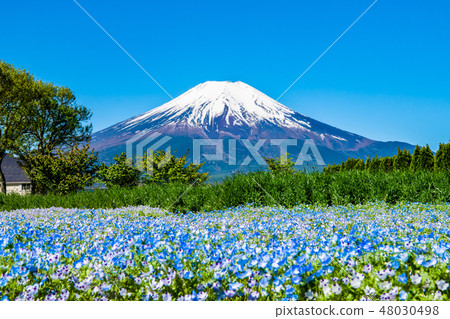 Yamanashi Yamanakako Nemofila and Mt. Fuji in the flower park city park Yamanashi Yamanakako Nemofila and Mt. Fuji in the flower park city park 48030498