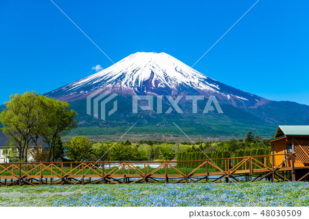 Yamanashi Yamanakako Nemofila和富士山在花公園城市公園 48030509
