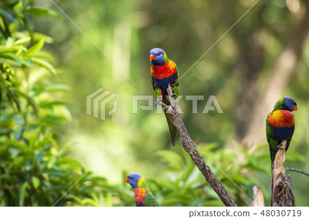Rainbow lorikeets Rainbow lorikeets 48030719