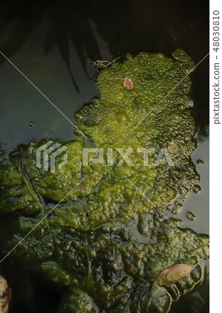 Moss texture on water. 48030810
