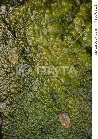 Moss texture on water. Moss texture on water. 48030811