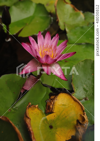 Blooming lotus flower in the pond 48030812