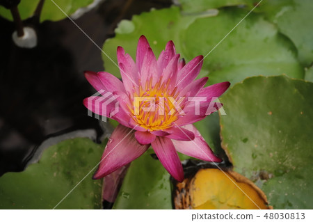 Blooming lotus flower in the pond Blooming lotus flower in the pond 48030813