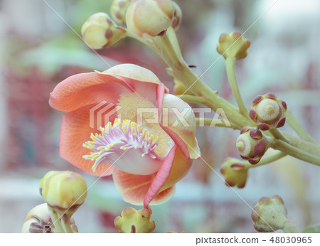 Flower of Cannonball Tree Flower of Cannonball Tree 48030965