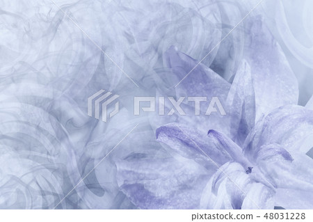 Floral abstract light gray-white-violet background Floral abstract light gray-white-violet background 48031228
