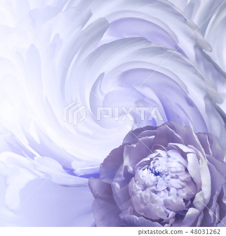 Abstract floral background.white-violet peony Abstract floral background.white-violet peony 48031262
