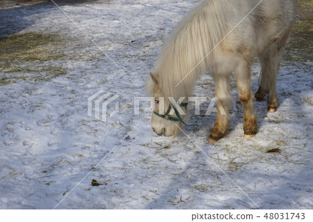 冬季動物公園小馬 冬季動物公園小馬 48031743