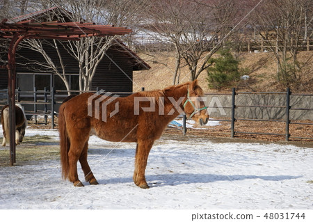 冬季動物公園小馬 冬季動物公園小馬 48031744