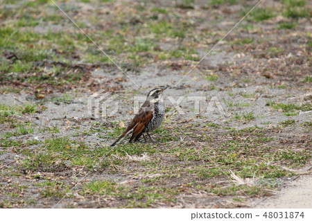 Thrush 48031874