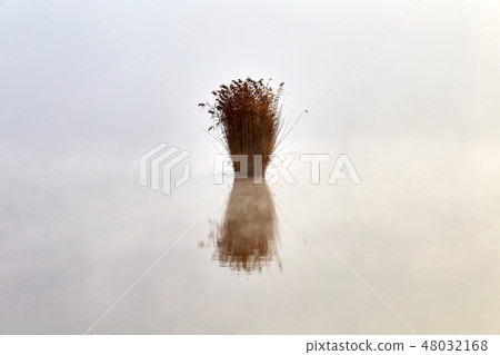 Lonely bush of reed growing on the lake Lonely bush of reed growing on the lake 48032168