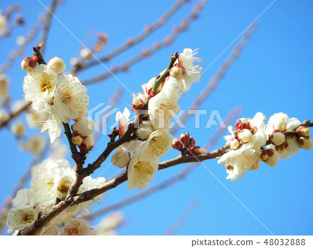 白梅花 48032888