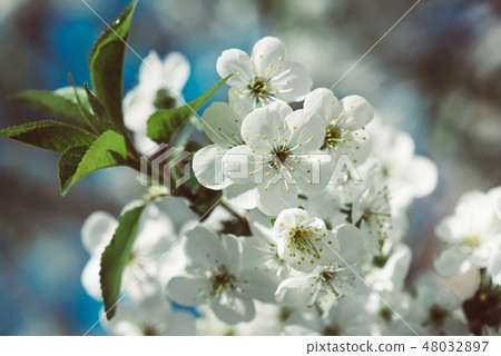 Cherry flowers frame 48032897