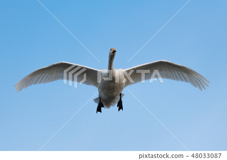 Swallow swans _ 006 Swallow swans _ 006 48033087