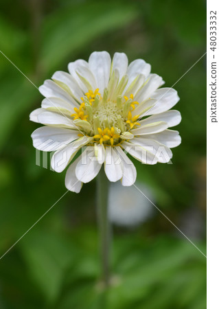 Common zinnia Common zinnia 48033332