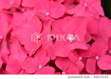 French hydrangea French hydrangea 48033333