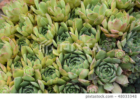 Common houseleek 48033348