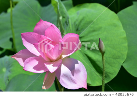 蓮花奶油麥仁 48033676