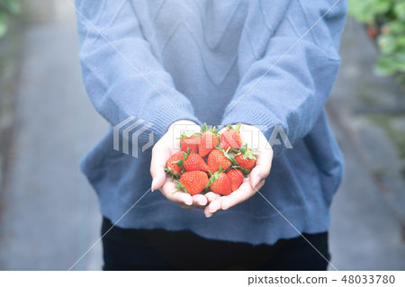  草池塘女人水水果採摘草草莓草莓採摘草莓 48033780