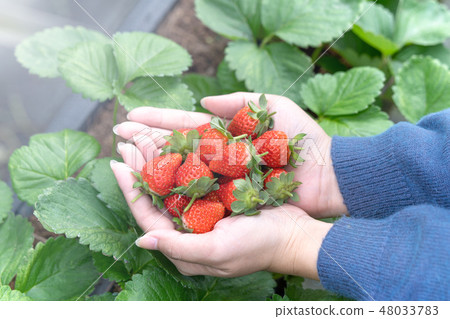 草池塘女人水水果採摘草草莓草莓採摘草莓 48033783