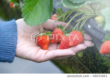  Grass pond woman water fruit picking grass strawberry strawberry picking strawberry 48033861