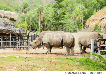 Rhinoceros in Zoo Rhinoceros in Zoo 48033899