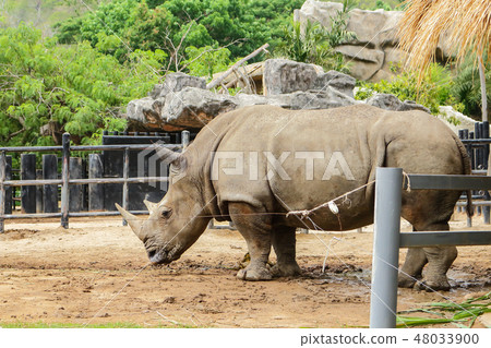 Rhinoceros in Zoo Rhinoceros in Zoo 48033900
