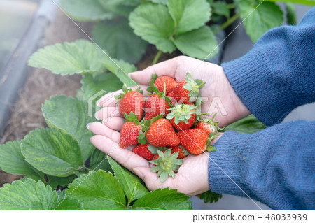 草池塘女人水水果採摘草草莓草莓採摘草莓 草池塘女人水水果採摘草草莓草莓採摘草莓 48033939