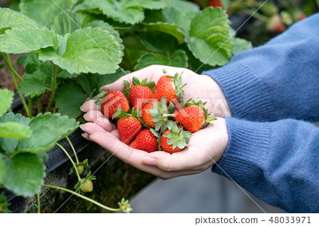 Grass pond woman water fruit picking grass strawberry strawberry picking strawberry Grass pond woman water fruit picking grass strawberry strawberry picking strawberry 48033971