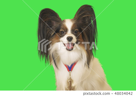 Beautiful dog Papillon with medal for first place on the neck on green background 48034042