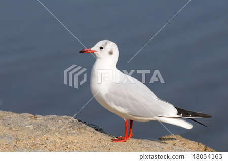 百合海鷗 48034163
