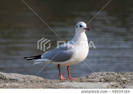 百合海鷗 48034164