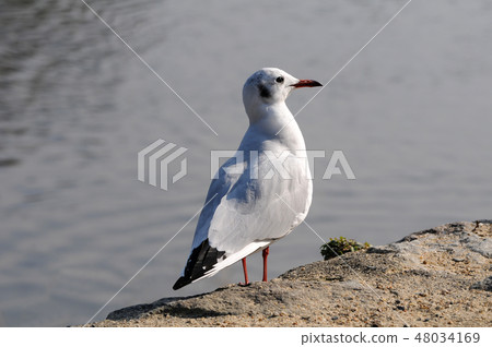 百合海鷗 48034169