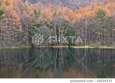 Akaike of autumn leaves Akaike of autumn leaves 48034333